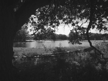 Scenic view of lake in forest against sky