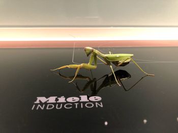 Close-up of insect on glass window