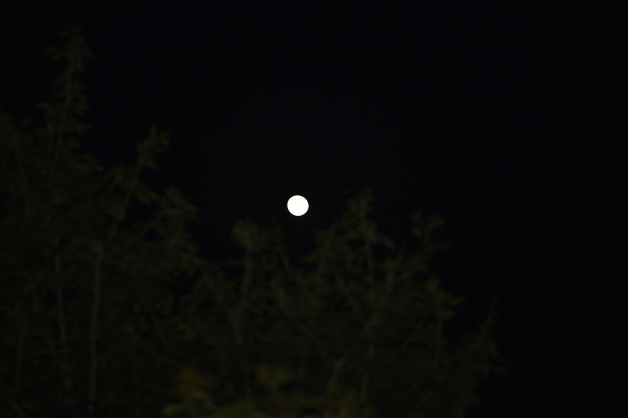 moon, night, full moon, tree, sky, plant, space, no people, beauty in nature, nature, astronomy, tranquility, astronomical object, darkness, scenics - nature, moonlight, low angle view, copy space, dark, tranquil scene, outdoors, planetary moon, circle