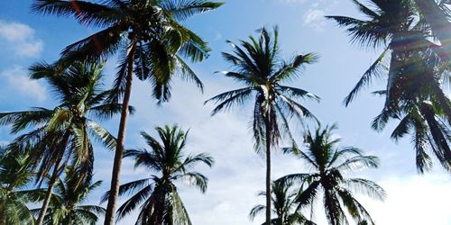 Low angle view of palm trees against sky