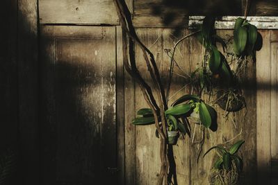 Close-up of potted plant