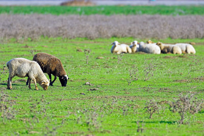 Sheep on field