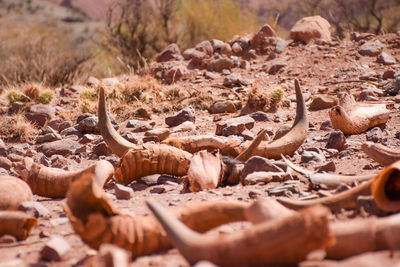 Cow cemetery near tupiza, bolivia