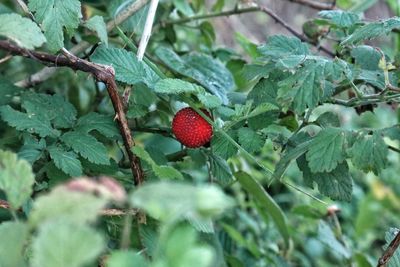 Close-up of strawberry growing on tree