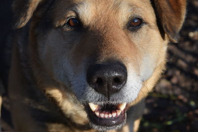 Close-up portrait of a dog