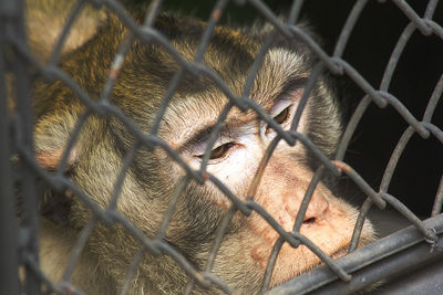 Crab-eating macaque