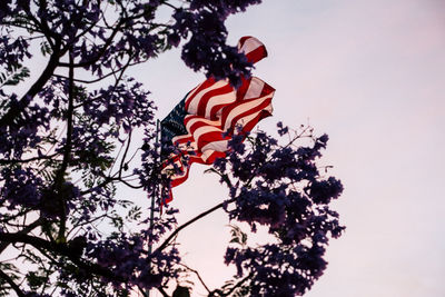 Low angle view of american flag and tree against sky