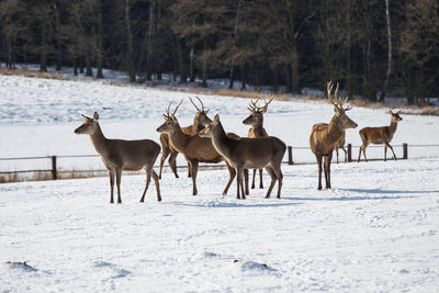 Horses on snow covered field