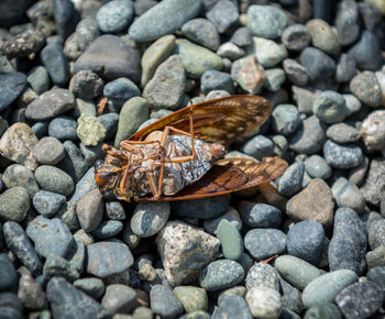 Close-up of dead insect on rocks covered field