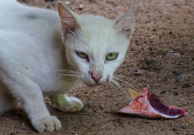 Close-up portrait of a cat