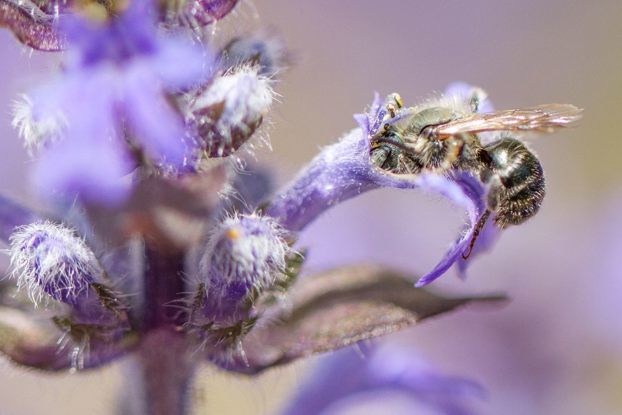 Macro bees