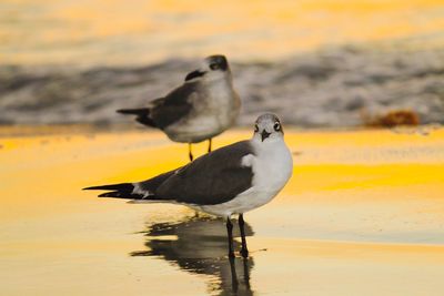 Bird flying over water