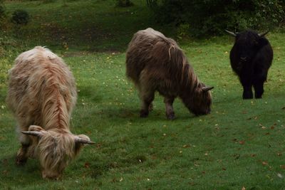 Horses grazing on field