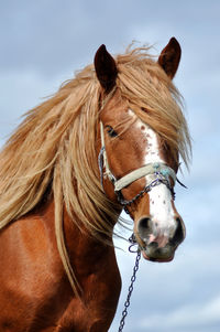 Close-up of horse against sky