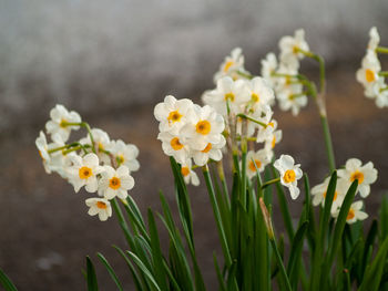 Close-up of white flowering plants