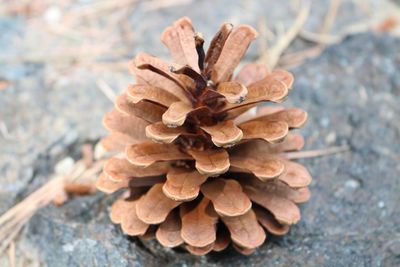 Close-up of pine cone