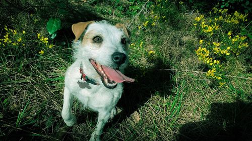 High angle view of dog on field