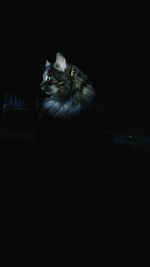 Cat looking away over black background