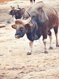 animal themes