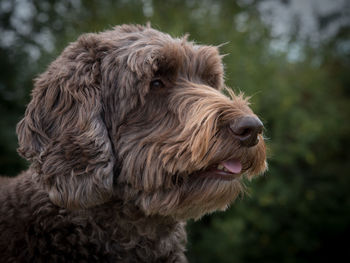 Close-up of a dog looking away