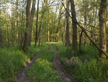Trees growing in forest