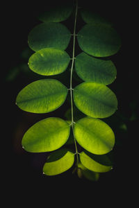 Close-up of green leaves against black background