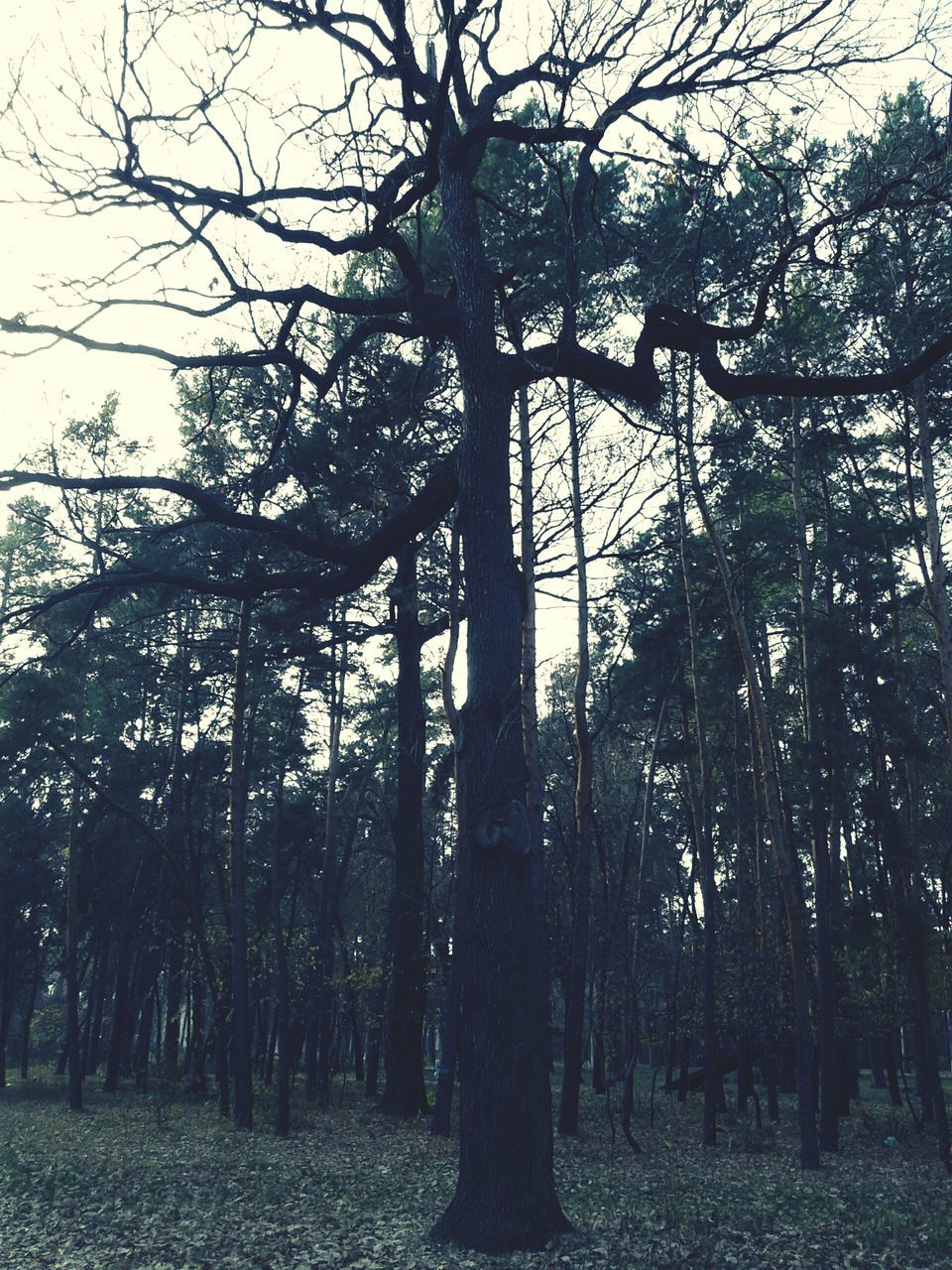 tree, tree trunk, branch, tranquility, bare tree, tranquil scene, growth, nature, beauty in nature, scenics, sky, silhouette, landscape, field, outdoors, clear sky, non-urban scene, day, no people, low angle view