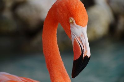 Close-up of a bird