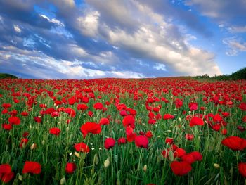 Red poppy flowers growing on field against sky