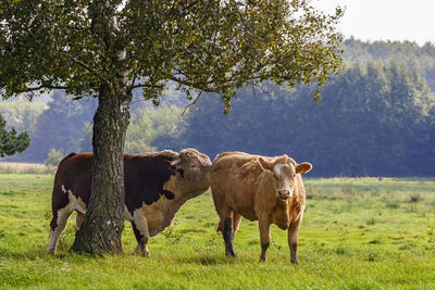 Bull sniffing on a cow on a summer meadow