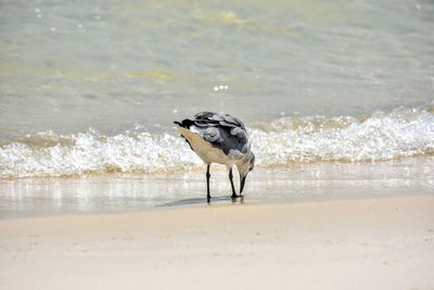 View of a bird on beach