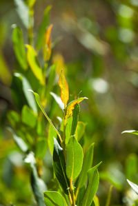 Close-up of insect on plant