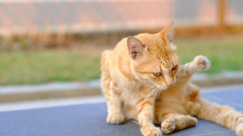 Close-up of a cat looking away