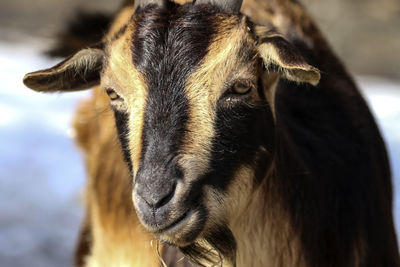 Close-up portrait of a goat