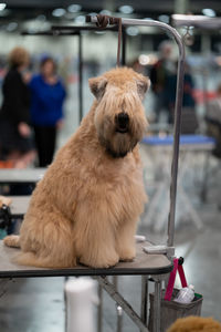 Close-up of dog sitting on a grooming table looking at you