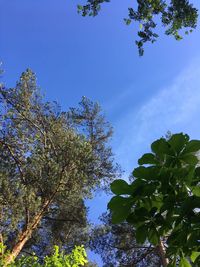 Low angle view of trees against blue sky