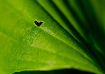 Full frame shot of green leaf