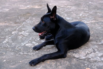 Black dog sitting on land