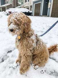 Dog on snow covered field