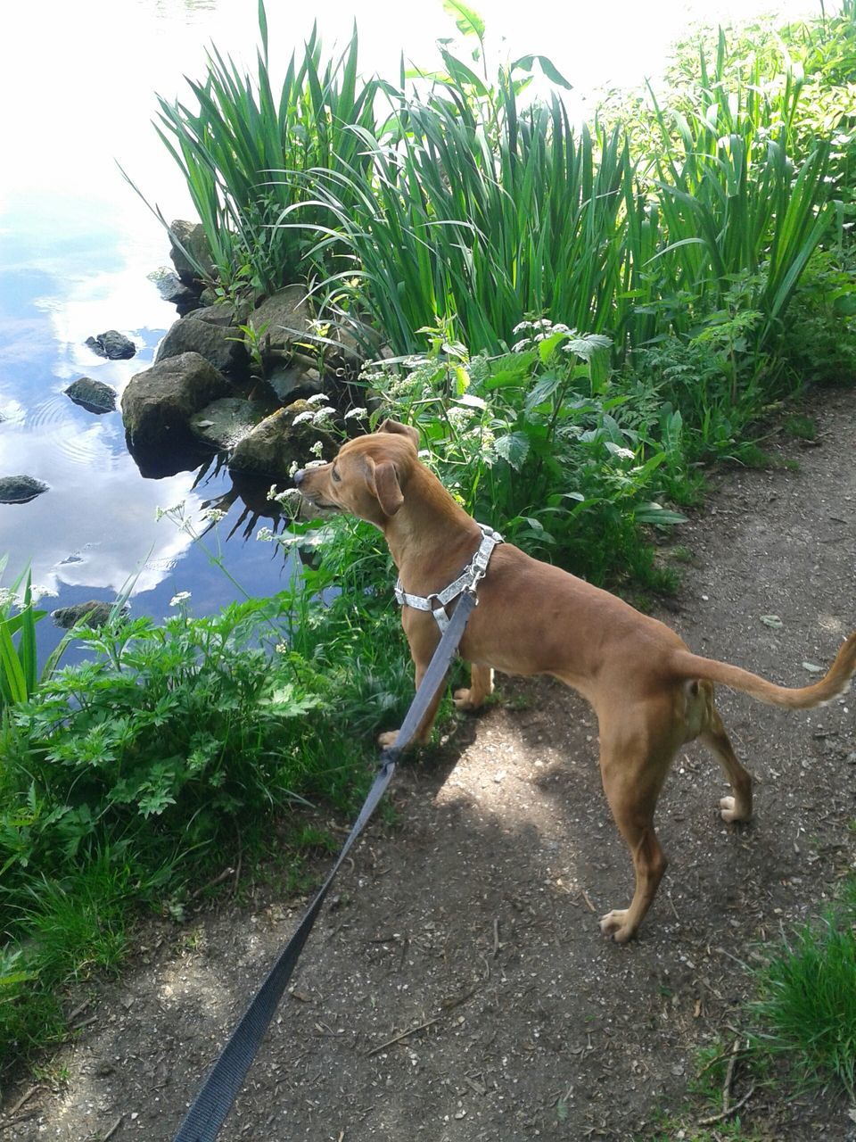 pets, domestic animals, full length, dog, one animal, animal themes, mammal, tree, sky, lifestyles, plant, leisure activity, walking, standing, day, grass, rear view, nature