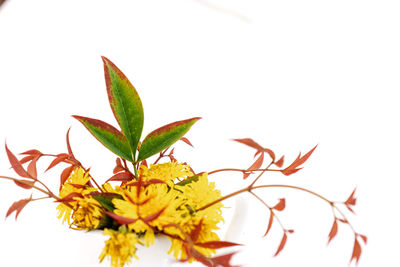 Close-up of yellow flowering plant against white background