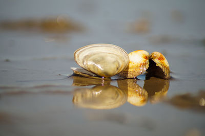 Close-up of seashell on the sea
