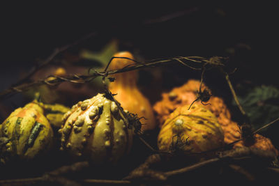 Close-up of fruit growing on tree