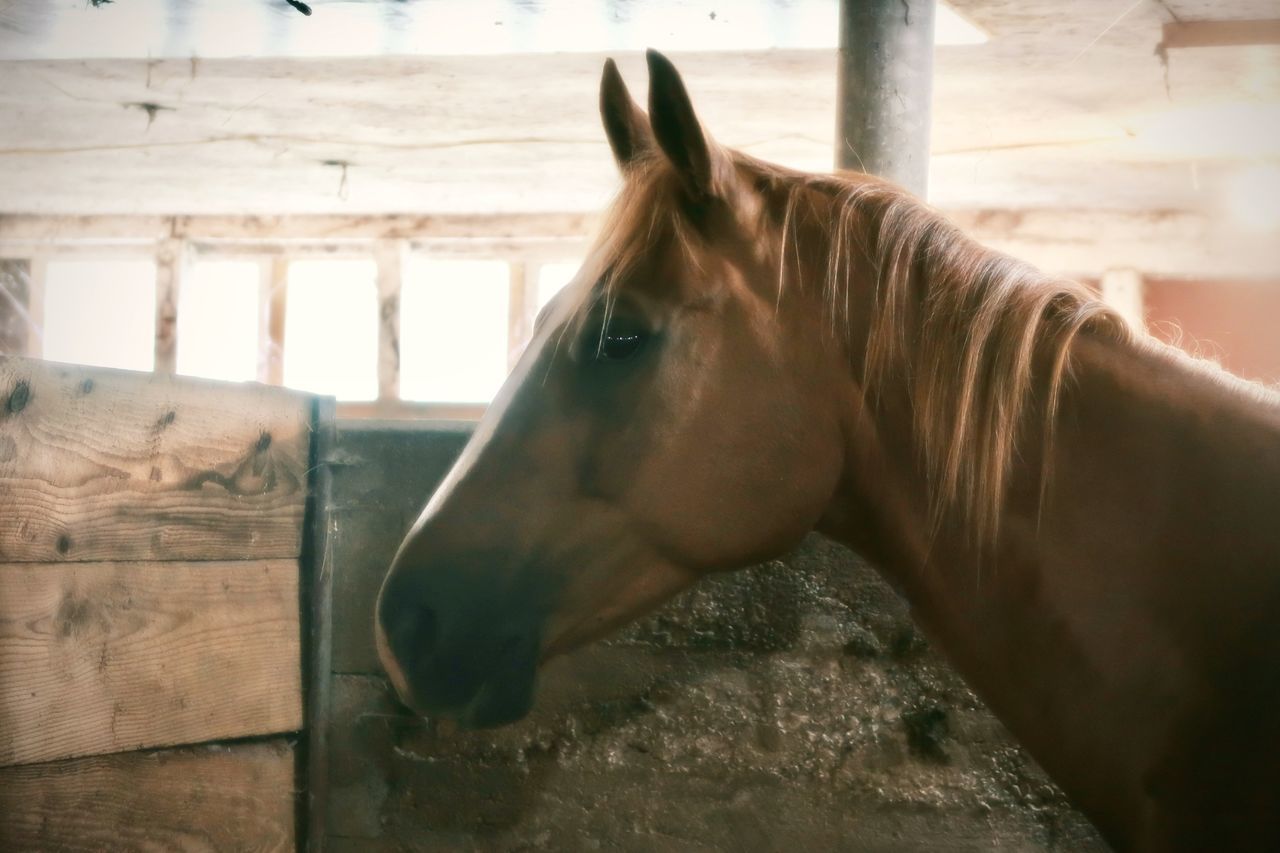 CLOSE-UP OF A HORSE IN STABLE