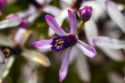 Close-up of purple flowering plant