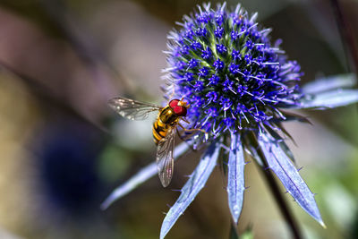 Close-up of bee on purple flower