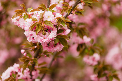 Close-up of pink cherry blossoms