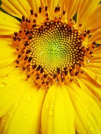 Full frame shot of yellow flowering plant