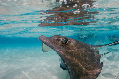 Close-up of stingray swimming in sea