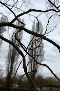 Close-up of bare tree against sky